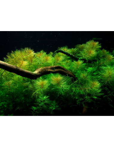 Myriophyllum mattogrossense - Invitro