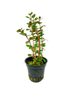 Rotala rotundifolia 'Orange Juice'