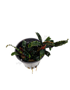 Bucephalandra 'Deep Purple' en pot