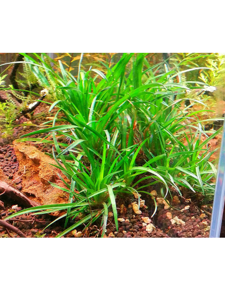 Eriocaulon sp. "Vietnam" - Invitro