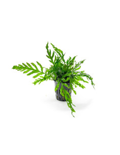 Bolbitis heudelotii en pot