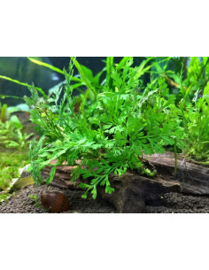 Bolbitis heudelotii en pot 2