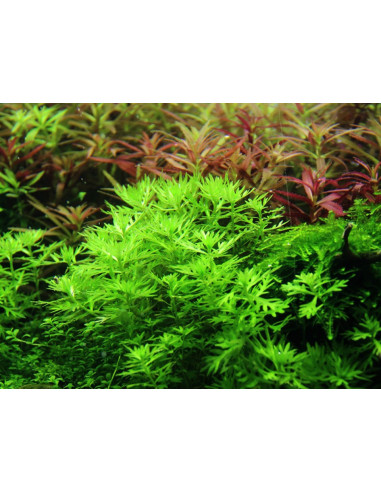 Hottonia palustris- Invitro