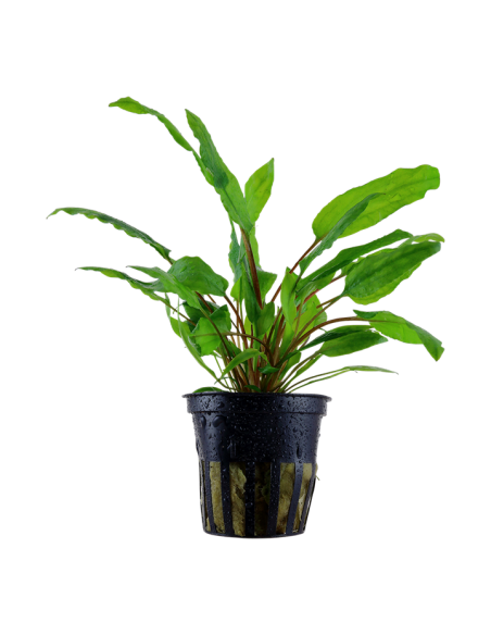Cryptocoryne wendtii 'Green' en pot