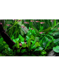 Cryptocoryne wendtii 'Green' en pot 2