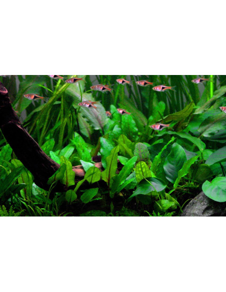 Cryptocoryne wendtii 'Green' en pot