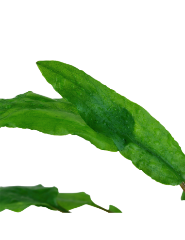 Cryptocoryne wendtii 'Green' en pot