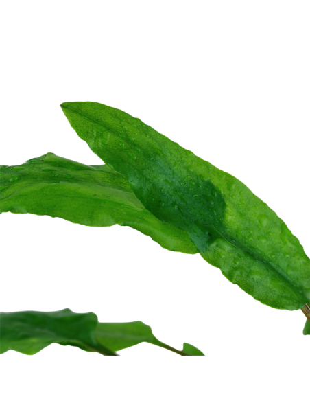 Cryptocoryne wendtii 'Green' en pot