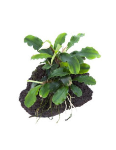 Bucephalandra pygmaea 'Wavy Green' sur roche
