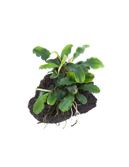 Bucephalandra pygmaea 'Wavy Green' sur roche