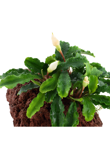 Bucephalandra pygmaea 'Wavy Green' sur roche