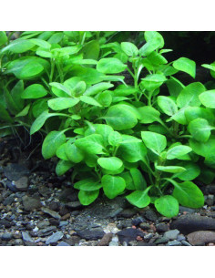Lobelia cardinalis 'Mini' - Invitro 2
