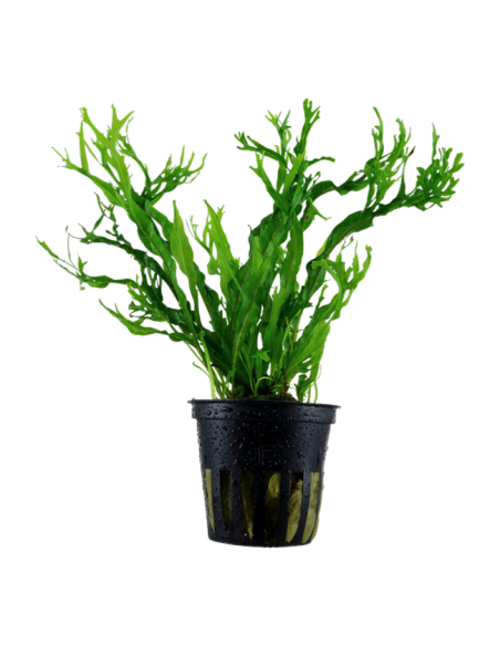 Microsorum Pteropus 'Windeløv' en pot