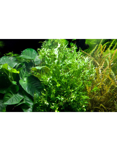 Microsorum Pteropus 'Windeløv' en pot