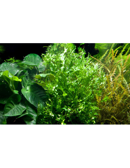 Microsorum Pteropus 'Windeløv' en pot