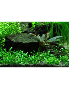 Cryptocoryne Parva - Invitro 2