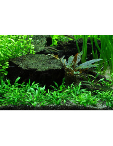 Cryptocoryne Parva - Invitro