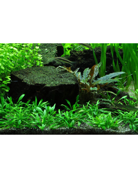 Cryptocoryne Parva - Invitro