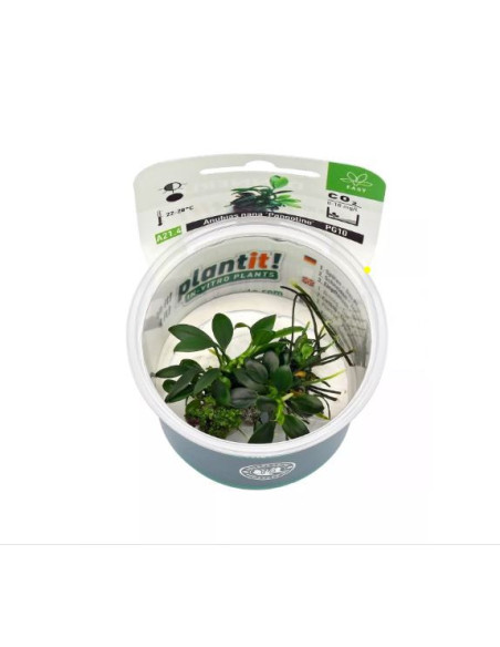 Anubias nana "Pangolino In-vitro