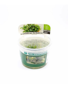 Bucephalandra micrantha 'Needle Leaf´ - Invitro
