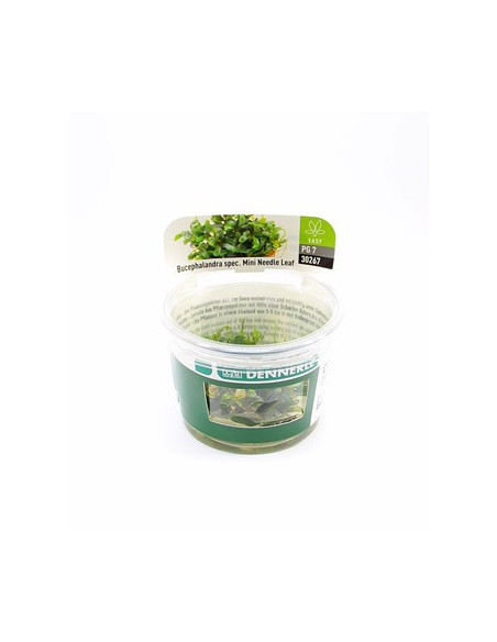 Bucephalandra micrantha 'Needle Leaf´ - Invitro