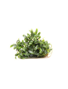 Bucephalandra micrantha 'Needle Leaf´ - Invitro 2
