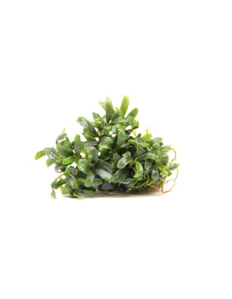 Bucephalandra micrantha 'Needle Leaf´ - Invitro