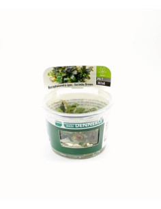 Bucephalandra spec.  ́Serimbu Brown ́- inVitro