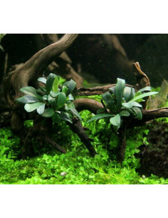 Bucephalandra spec.  ́Serimbu Brown ́- inVitro 2