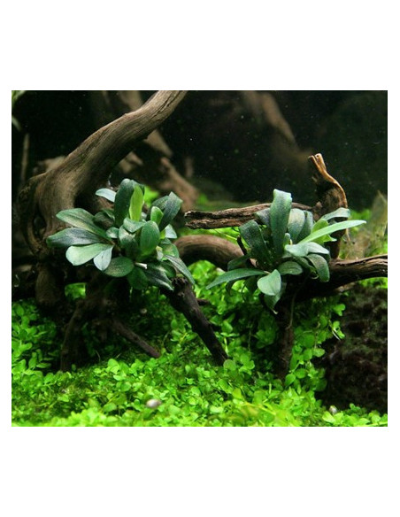 Bucephalandra spec.  ́Serimbu Brown ́- inVitro