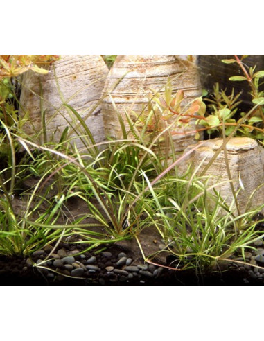 Helanthium tenellum Red - Invitro