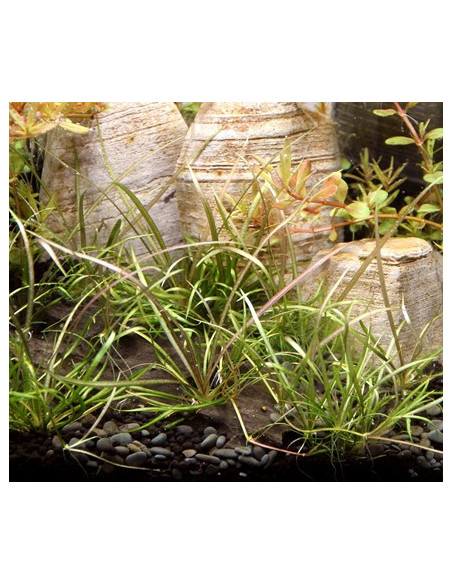 Helanthium tenellum Red - Invitro