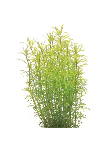Rotala sp. ´Wayanad´ In-Vitro