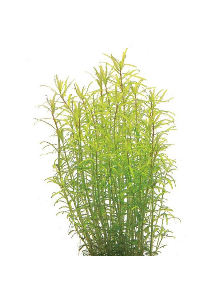 Rotala sp. ´Wayanad´ In-Vitro