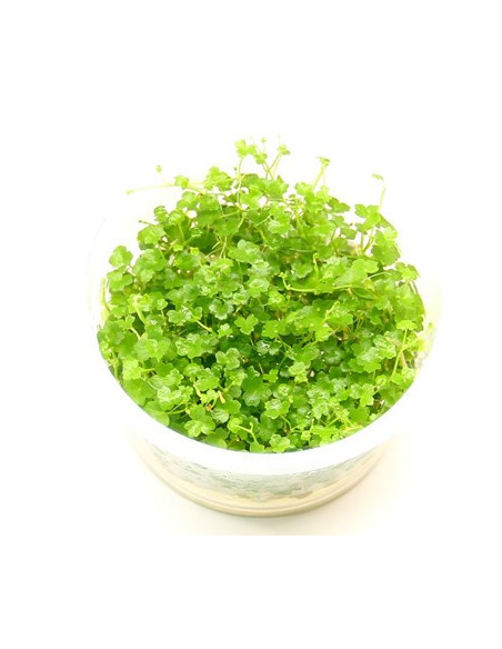Hydrocotyle tripartita ´Mini´ InVitro