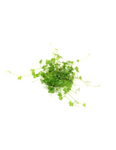 Hydrocotyle tripartita ´Mini´ InVitro 2