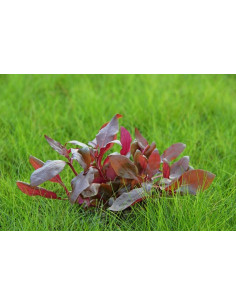 Alternanthera Reineckii Purple - Invitro 2
