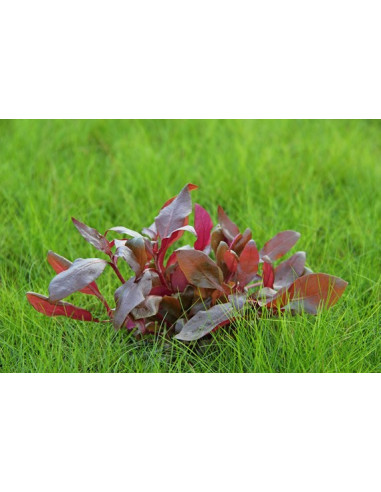 Alternanthera Reineckii Purple - Invitro