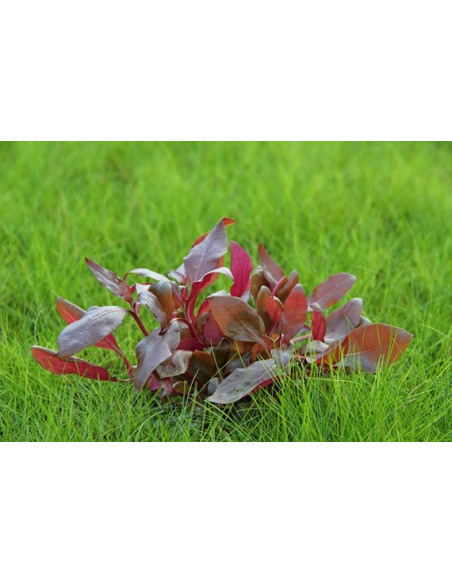 Alternanthera Reineckii Purple - Invitro