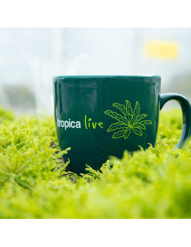 Tropica Live Mug Pogostemon