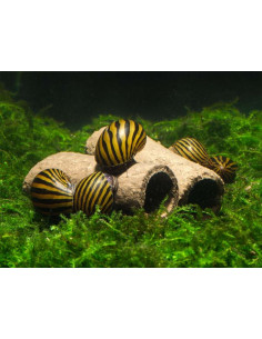 Glasgarten - Crispy Caves M - 6pcs 2