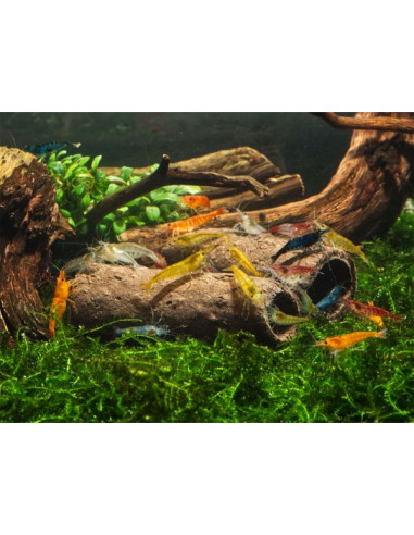 Glasgarten - Crispy Caves M - 6pcs