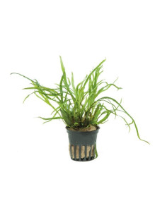 Microsorum pteropus 'Trident'