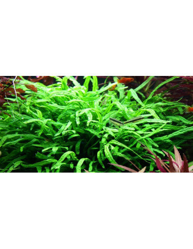 Microsorum pteropus 'Trident' en pot