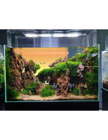 the light ground aquarium