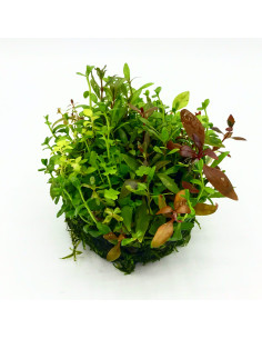 OPAquatics - WabiKusa Substrate Ball 6cm 2