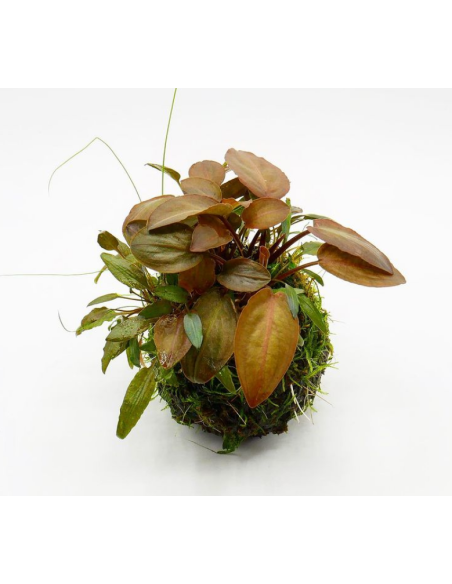 OPAquatics - Wabikusa Dirt Ball 8cm