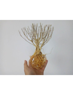 AQL - Scaping tree