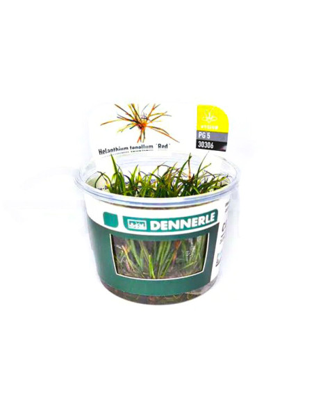 Helanthium tenellum Red - Invitro