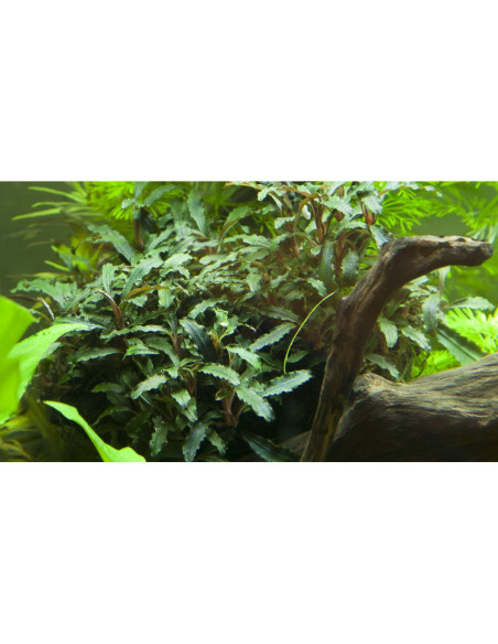 Bucephalandra sp. Red - Invitro